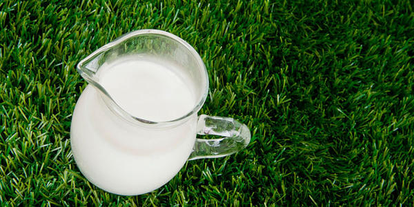 老年羊奶粉十大品牌選擇哪一家？